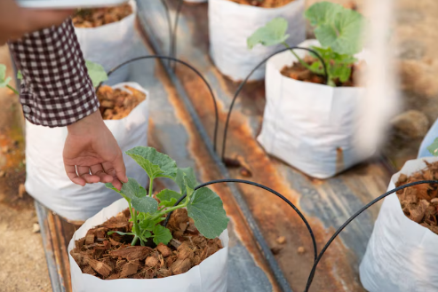 Jenis Polybag Tanaman yang Tepat untuk Berkebun Sukses
